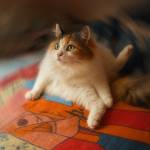 Roviro Alfonso Baldovino Menco Profile Picture